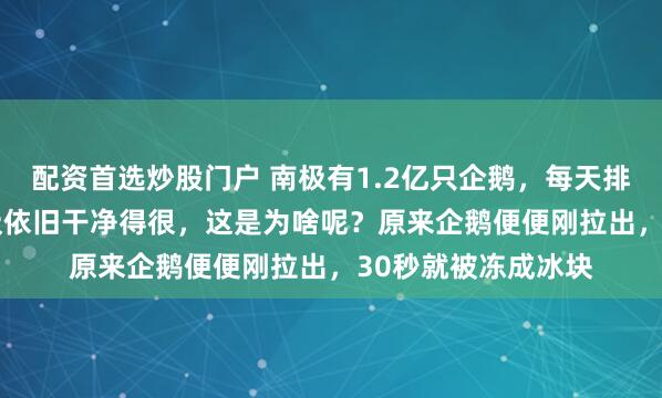 配资首选炒股门户 南极有1.2亿只企鹅，每天排便4800吨，可南极依旧干净得很，这是为啥呢？原来企鹅便便刚拉出，30秒就被冻成冰块